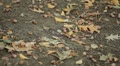 Beautiful Colorful Autumn Foliage, Changing Season, Forest, Trees Video