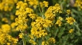 Rapeseed Field, Canola, Biodiesel, Research, Organic, Bio, Rapeseed Oil Video