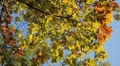 Beautiful Colorful Autumn Foliage, Changing Season, Forest, Trees Video