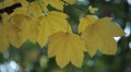 Beautiful Colorful Autumn Foliage, Changing Season, Forest, Trees Video