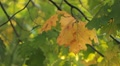 Beautiful Colorful Autumn Foliage, Changing Season, Forest, Trees Video