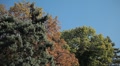 Beautiful Colorful Autumn Foliage, Changing Season, Forest, Trees Video