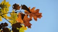 Beautiful Colorful Autumn Foliage, Changing Season, Forest, Trees Video