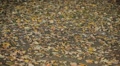 Man in Beautiful Colorful Autumn Foliage, Changing Season, Forest, Trees Video