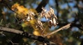 Beautiful Colorful Autumn Foliage, Changing Season, Forest, Trees Video
