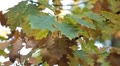 Beautiful Colorful Autumn Foliage, Changing Season, Forest, Trees Video