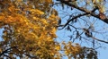 video clip 8920893