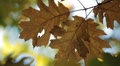 Beautiful Colorful Autumn Foliage, Changing Season, Forest, Trees Video