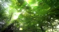 natural forest