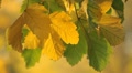 Beautiful Colorful Autumn Foliage, Changing Season, Forest, Trees Video