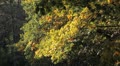 Beautiful Colorful Autumn Foliage, Changing Season, Forest, Trees Video
