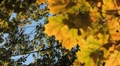 video clip 8924349