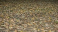 video clip 8924465