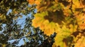 video clip 8924509