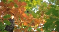Beautiful Colorful Autumn Foliage, Changing Season, Forest, Trees Video
