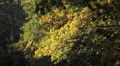 video clip 8924599