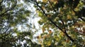 Beautiful Colorful Autumn Falling Foliage, Changing Season, Forest, Trees Video