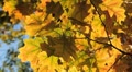 video clip 8924645