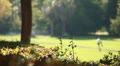 video clip 8925745