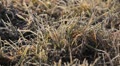 Beautiful Close-Up Autumn Frost, Changing Season Video