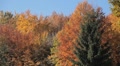 Beautiful Colorful Autumn Foliage, Changing Season, Forest, Trees Video