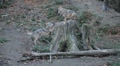 video clip 8929041