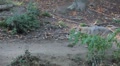 video clip 8929251