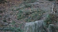 video clip 8929381