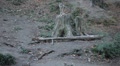 video clip 8929431