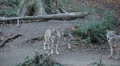 video clip 8930225