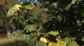 video clip 8945707