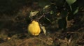 video clip 8945743