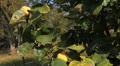 video clip 8945765