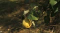 video clip 8945801