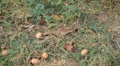 video clip 8946011