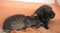 video clip 8952755