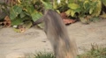video clip 8952941