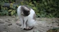 video clip 8952961