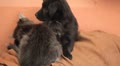 video clip 8952985