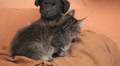 video clip 8953151