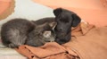 video clip 8953183
