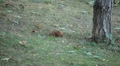 video clip 8959501