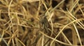 Macro Grasshopper Exploring the Beautiful Nature, Dry Grass Video