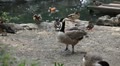 video clip 8960349