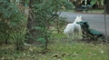 video clip 8960359