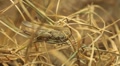 Macro Grasshopper Exploring the Beautiful Nature, Dry Grass Video