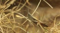 Macro Grasshopper Exploring the Beautiful Nature, Dry Grass Video
