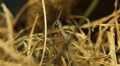 video clip 8962235
