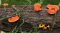 Grasshopper Exploring the Beautiful Nature, Wild Mushrooms Video