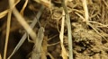 video clip 8962383